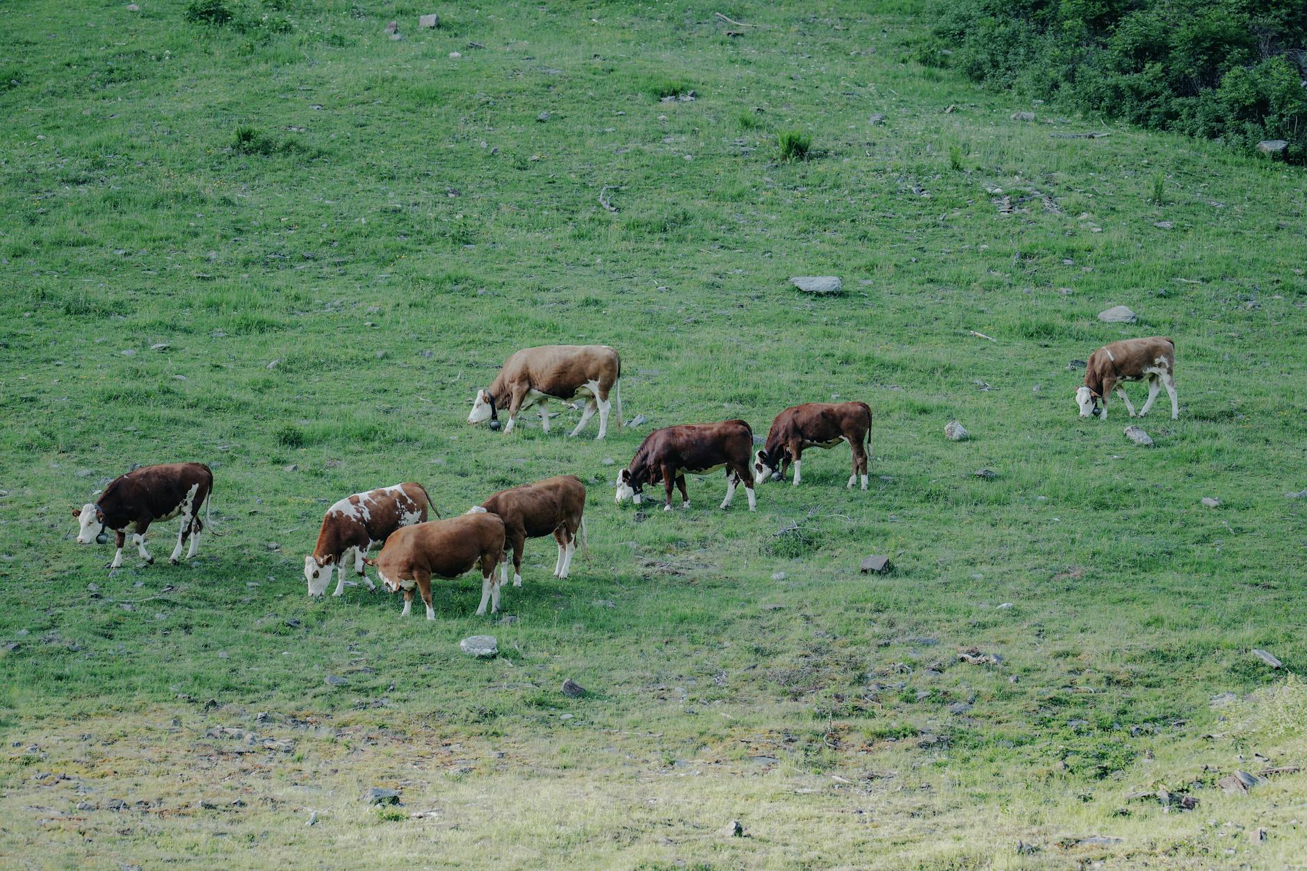What Does Pasture Raised Mean? The Label Explained