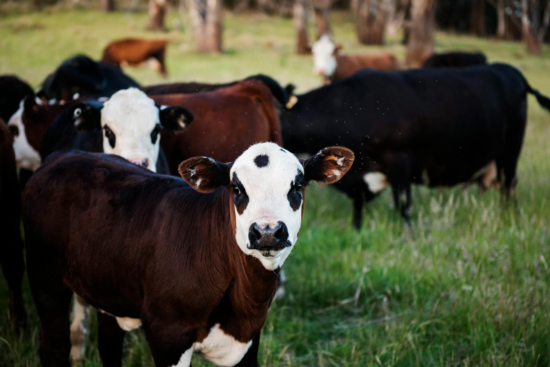Crowd Cow farm