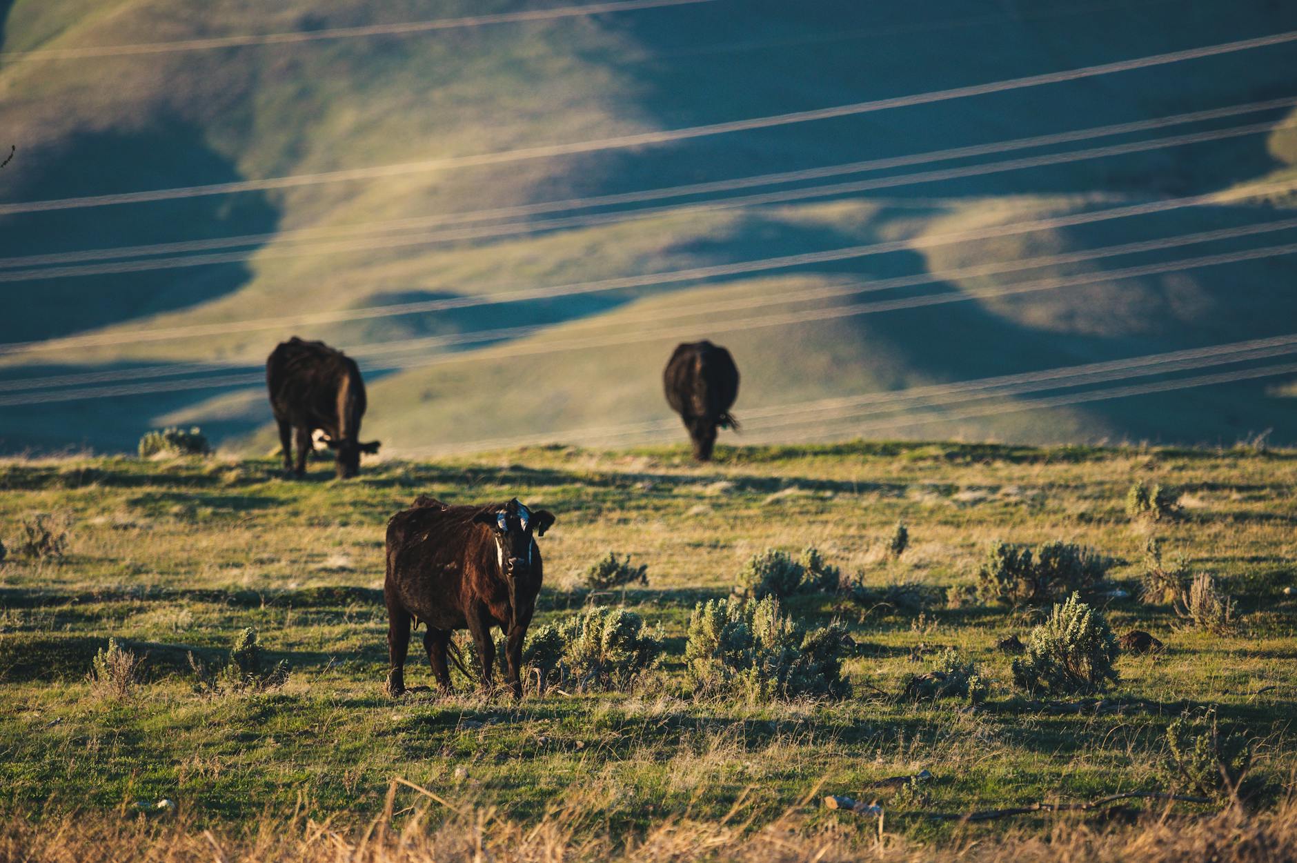 White Oak Pastures farm