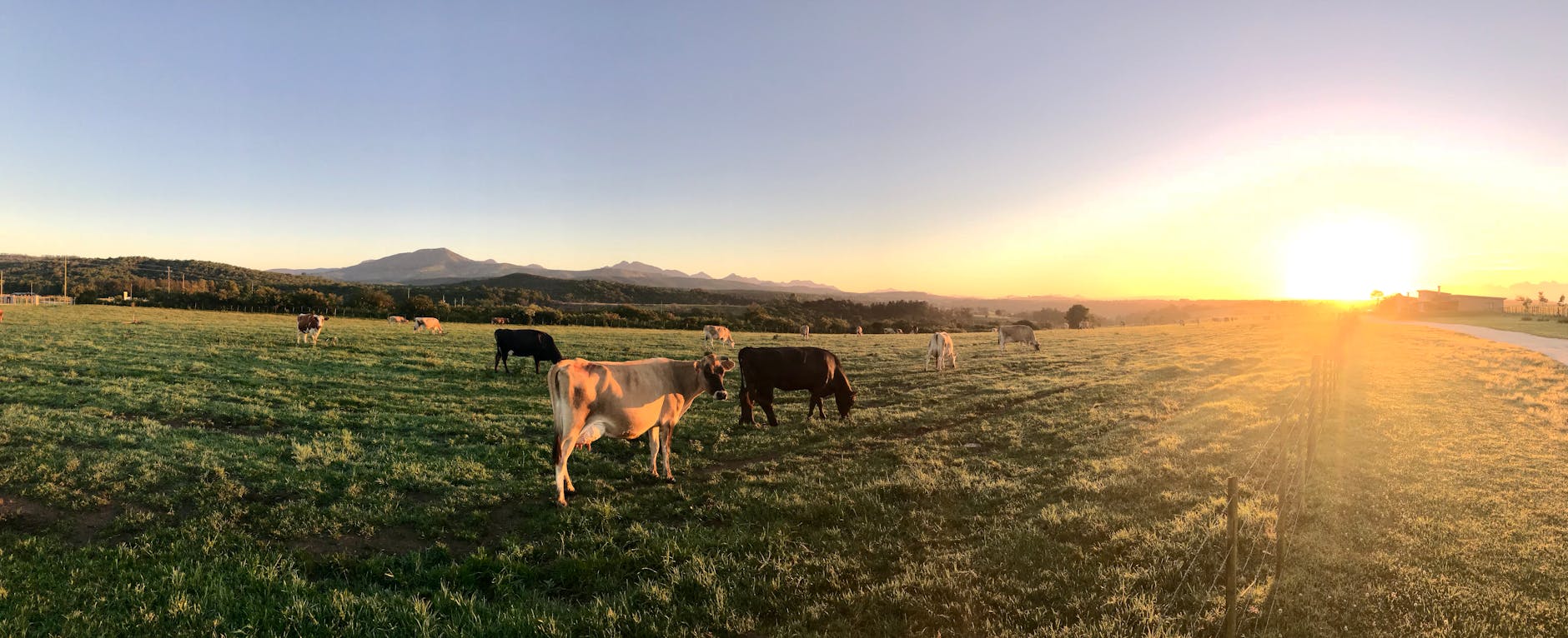 Cattle grazing on open pasture at golden hour