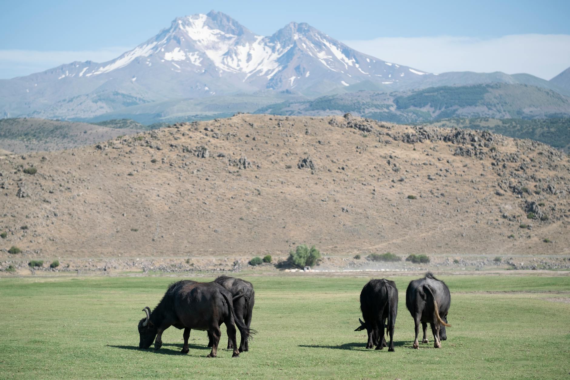 Alderspring Ranch farm