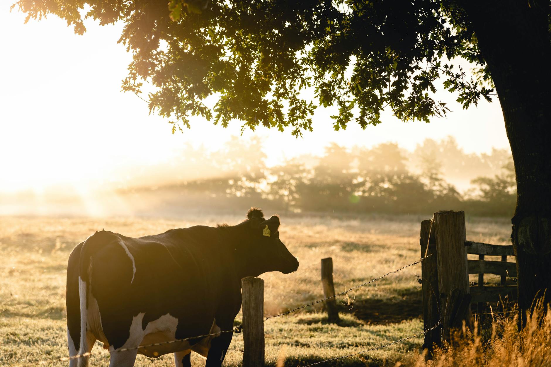 Seven Sons farm